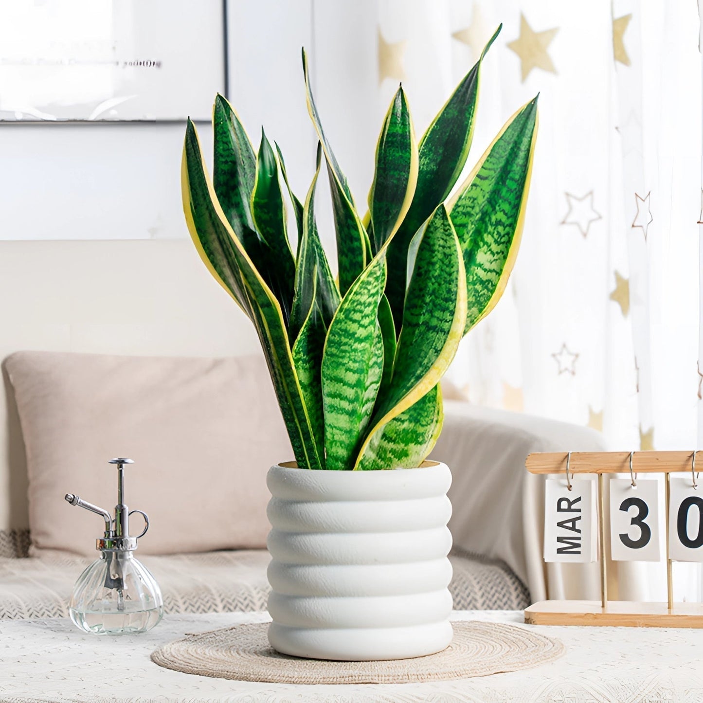 Vivolux | PureLeaf – Stilvolle luftreinigende Zimmerpflanze für eine frische und elegante Atmosphäre
