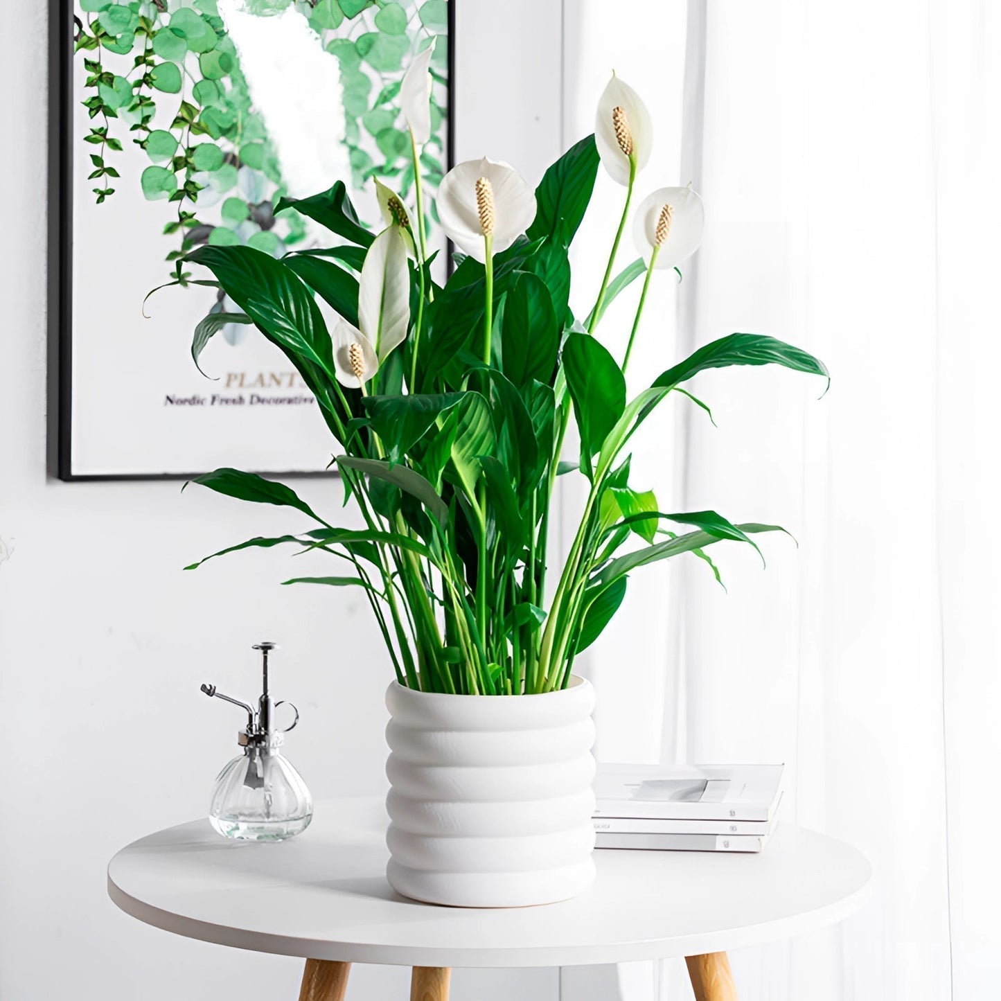 Vivolux | PureLeaf – Stilvolle luftreinigende Zimmerpflanze für eine frische und elegante Atmosphäre