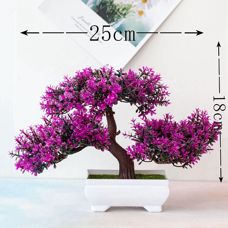 Vivolux | Pflanzen Bonsai