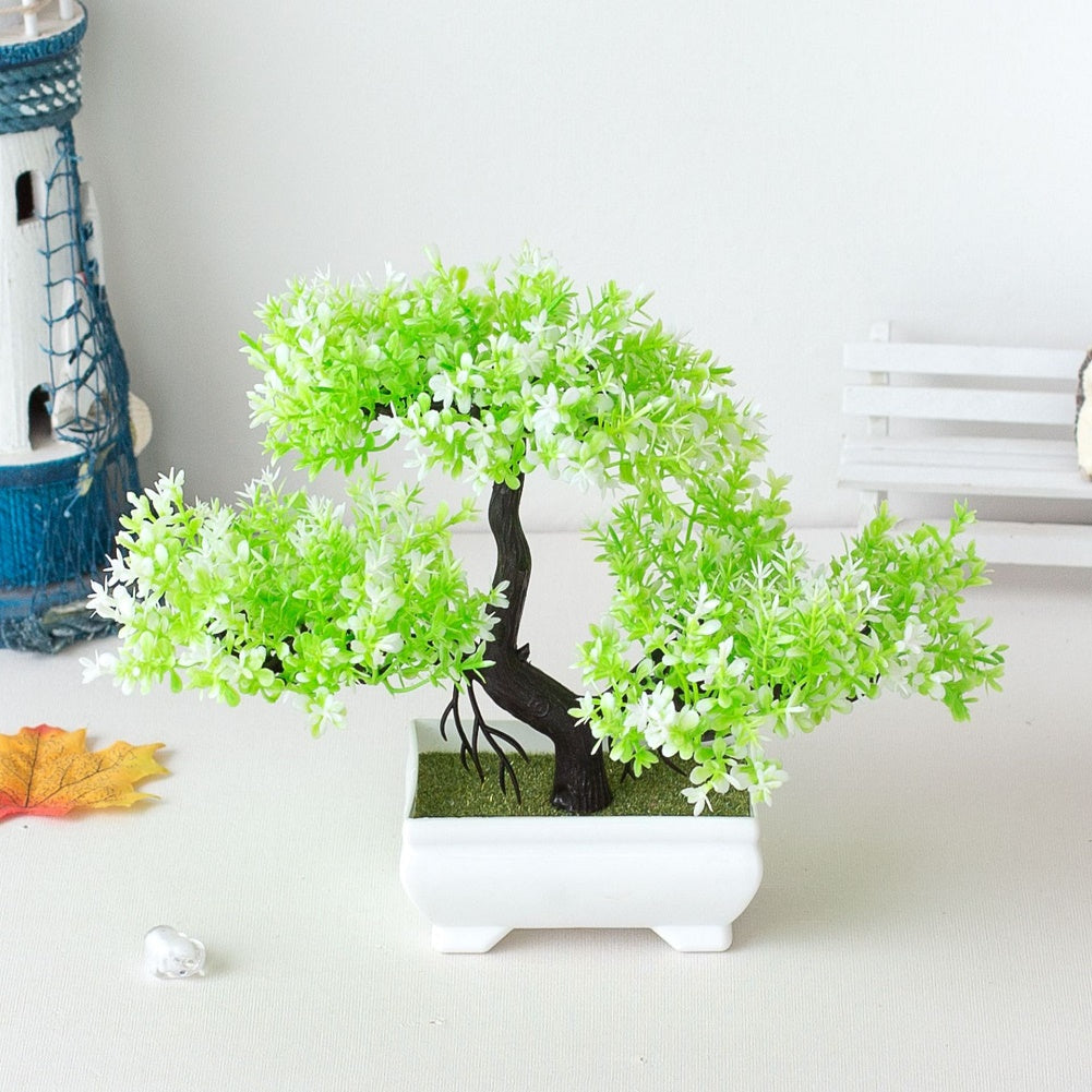 Vivolux | Pflanzen Bonsai