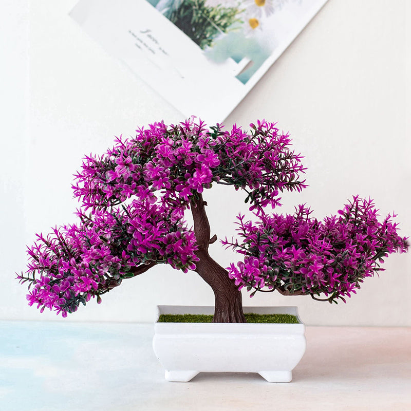Vivolux | Pflanzen Bonsai
