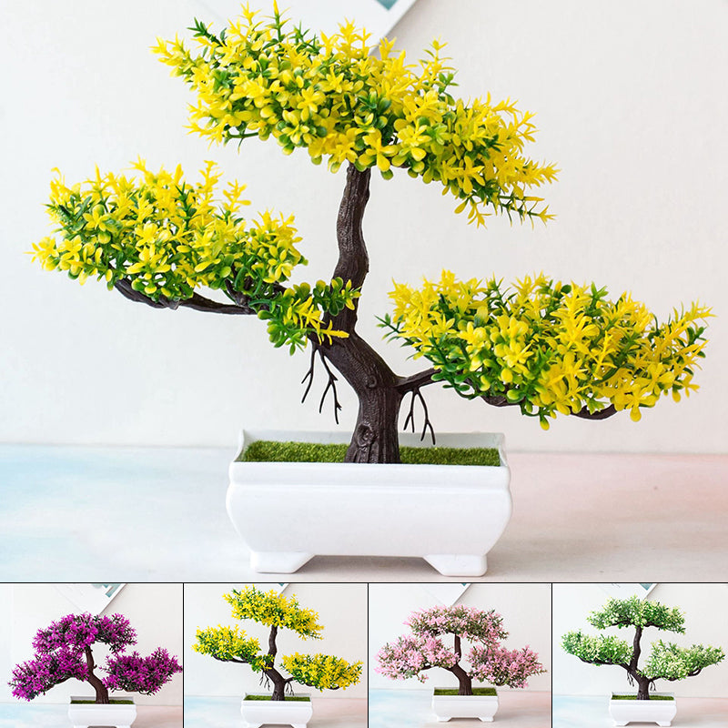 Vivolux | Pflanzen Bonsai