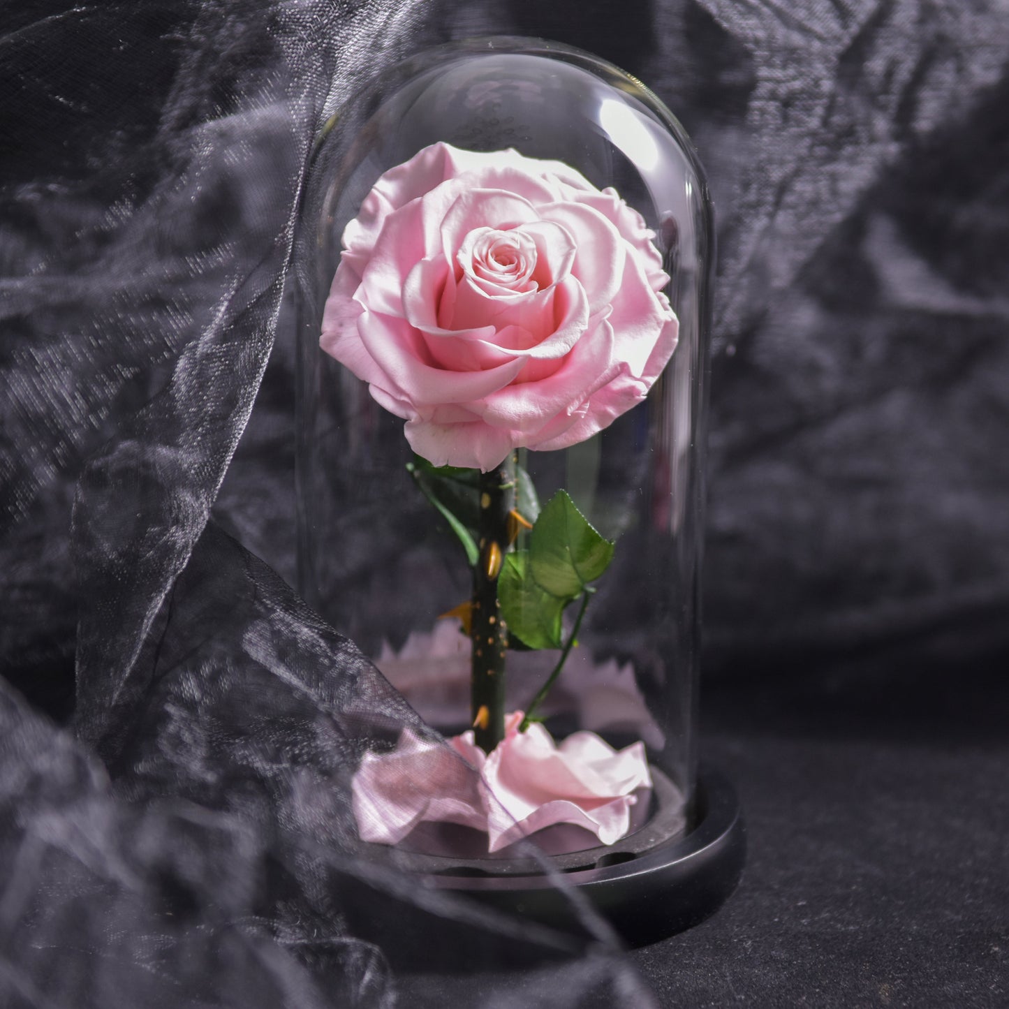 Forever Rose, Immerwährende Rose in Glaskuppel, 3 Tage Lieferzeit, Blau