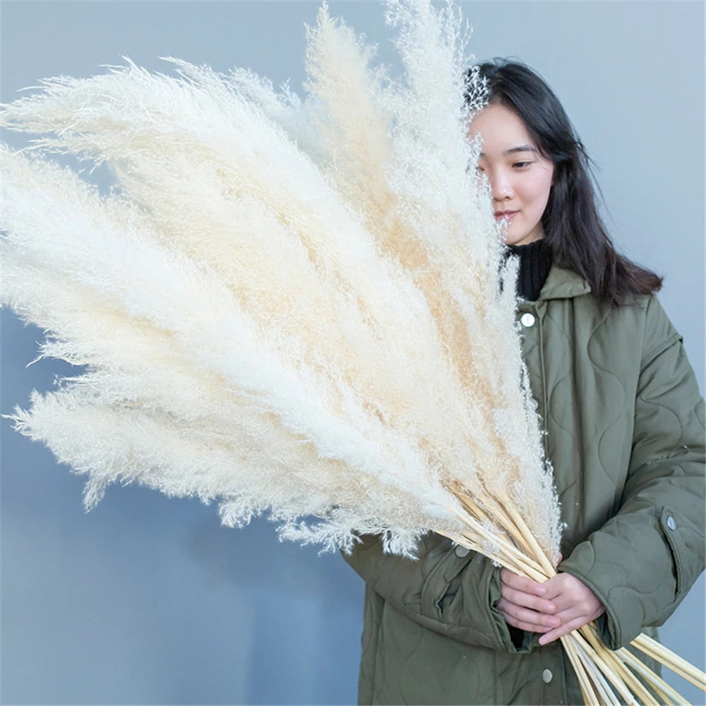Vivolux | Pampas Getrocknete Blumen