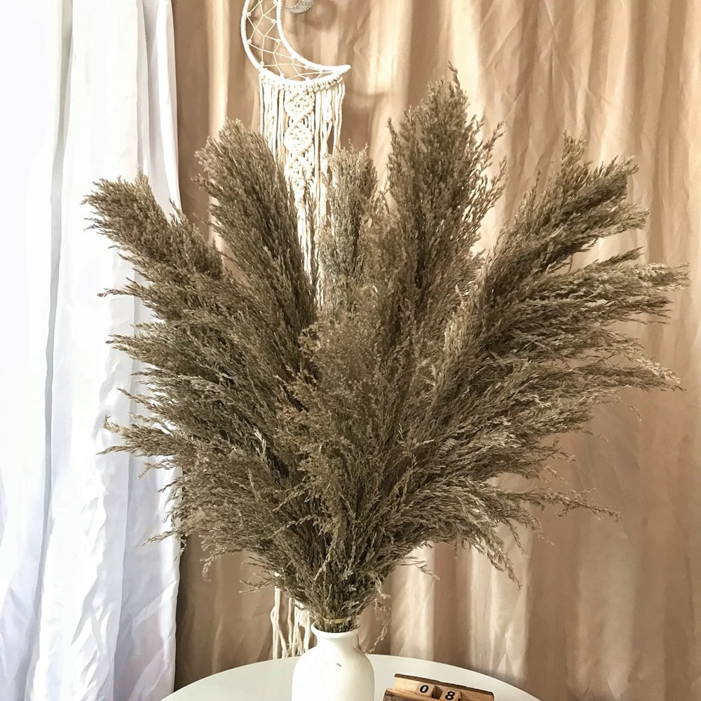 Vivolux | Pampas Getrocknete Blumen