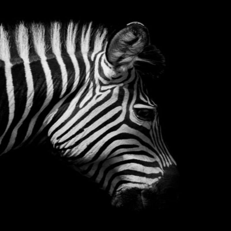 Vivolux | Natur Wildtiere Afrika Wildtiere Schwarz Weiß - Leinwand Wandkunst Malerei