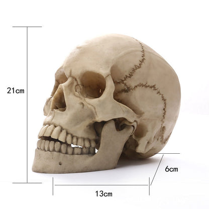 Vivolux | 1:1 Menschlicher Kopf Schädel Statue für Wohnkultur Harz Figuren Halloween Dekoration Skulptur Medizinische Lehrskizze Modell Kunsthandwerk