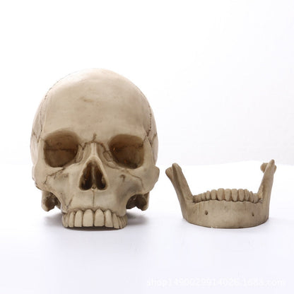 Vivolux | 1:1 Menschlicher Kopf Schädel Statue für Wohnkultur Harz Figuren Halloween Dekoration Skulptur Medizinische Lehrskizze Modell Kunsthandwerk