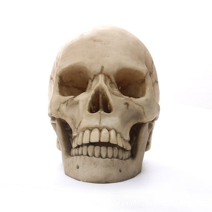 Vivolux | 1:1 Menschlicher Kopf Schädel Statue für Wohnkultur Harz Figuren Halloween Dekoration Skulptur Medizinische Lehrskizze Modell Kunsthandwerk