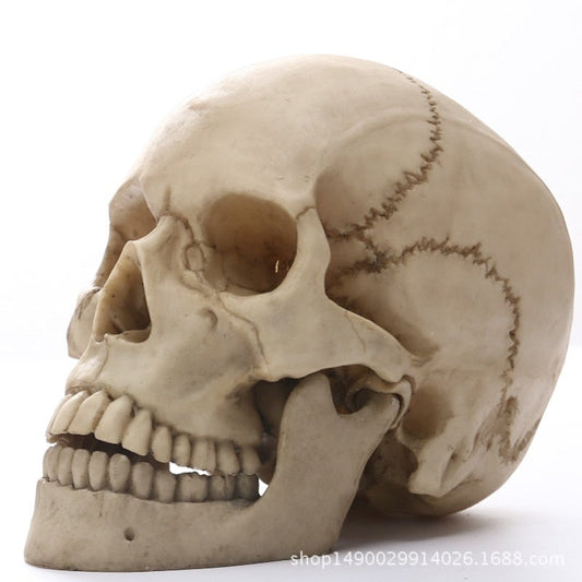 Vivolux | 1:1 Menschlicher Kopf Schädel Statue für Wohnkultur Harz Figuren Halloween Dekoration Skulptur Medizinische Lehrskizze Modell Kunsthandwerk