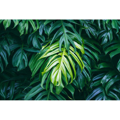 Vivolux | Folie Wand Decal Tropisch Sierlijk Meisjes Slaapkamer Wand Bekleding, Personaliseer