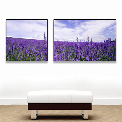 Vivolux | Lavender Field Wall Art Modern Seductive Nature Scene Canvas Print in Purple for Room