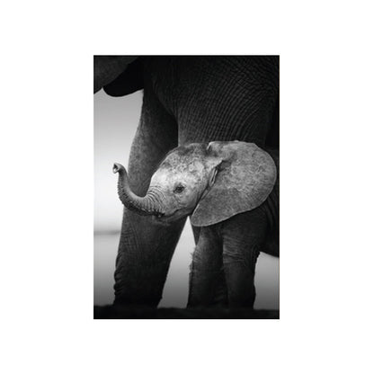 Vivolux | Fotografien Moderner Stil Leinwandkunst mit Wildtier-Muster in dunkler Farbe für Zuhause