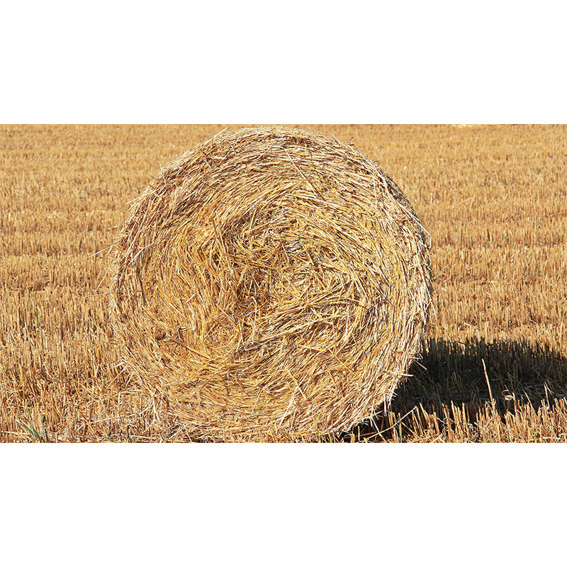 Vivolux | Große Stängel Stoppel Wandmalerei Dekor Wohnzimmer Naturszene Wandbekleidung in Lichtfarbe, Wasserdicht