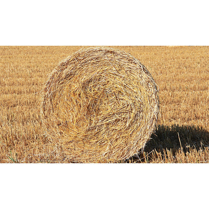 Vivolux | Große Stängel Stoppel Wandmalerei Dekor Wohnzimmer Naturszene Wandbekleidung in Lichtfarbe, Wasserdicht