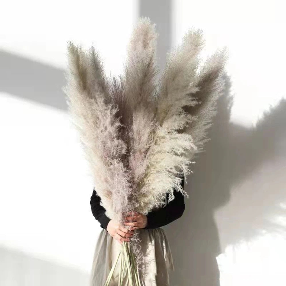 Vivolux | FeatherFawn - Pampas Getrocknete Blumen