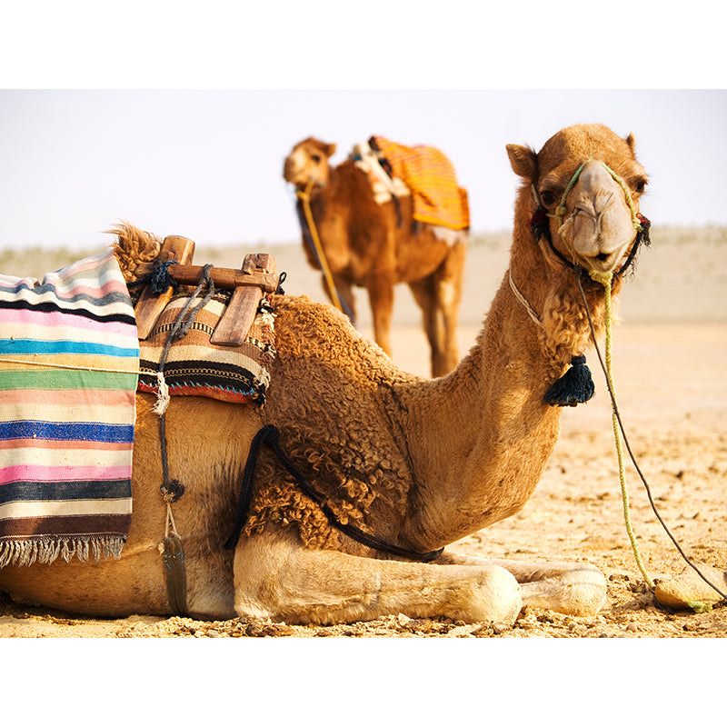 Vivolux | Fotografische Kameel Muurdecoratie Volledige Maat Wandbedekking voor Woonkamer, Op Maat Gemaakt