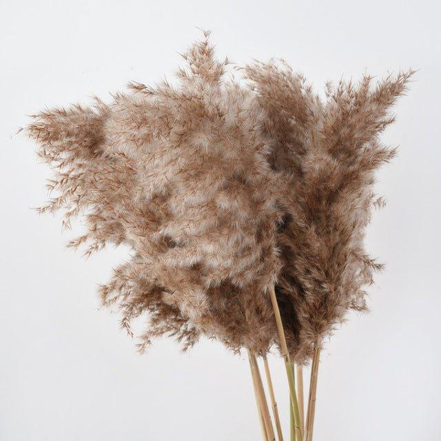 Vivolux | 60 cm natürlicher, echter, braun-beiger getrockneter Pampasgrasstrauß │ flauschige Feder für moderne Boho-Heimdekoration