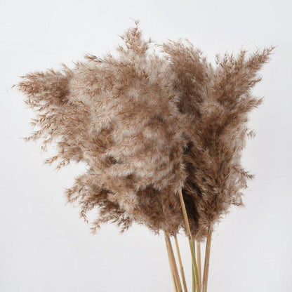 Vivolux | 60 cm natürlicher, echter, braun-beiger getrockneter Pampasgrasstrauß │ flauschige Feder für moderne Boho-Heimdekoration