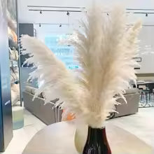 80 cm natürlicher, echter getrockneter Pampasgrasstrauß (weiß / beige / grau) │ flauschige Feder für moderne Boho-Heimdekoration