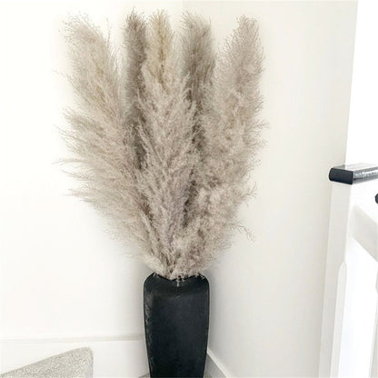 Vivolux | Pampas Getrocknete Blumen