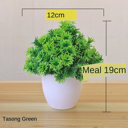 Vivolux | Kleine Baumtopf Bonsai Pflanzen