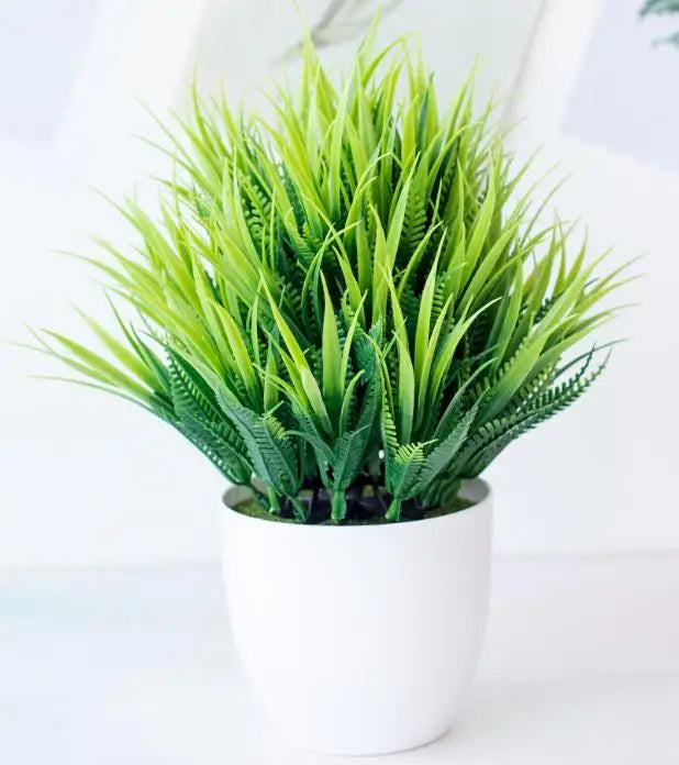 Vivolux | Kleine Baumtopf Bonsai Pflanzen