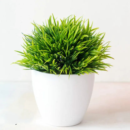 Vivolux | Kleine Baumtopf Bonsai Pflanzen
