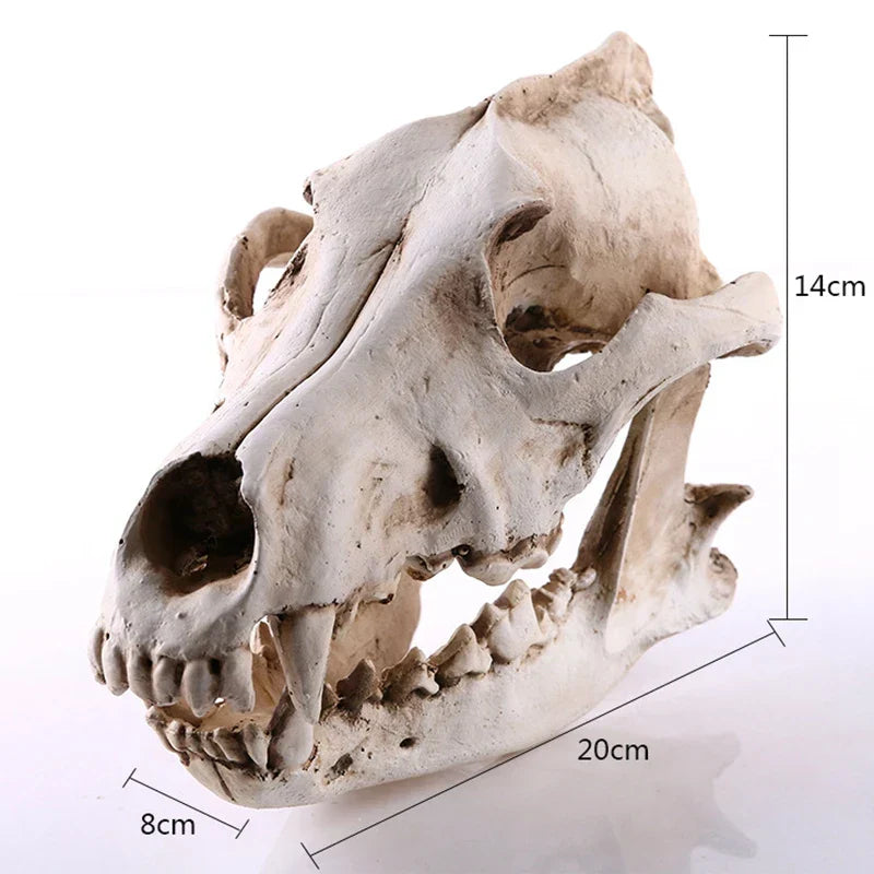 Vivolux | Wolf Schädel Skulptur Modell