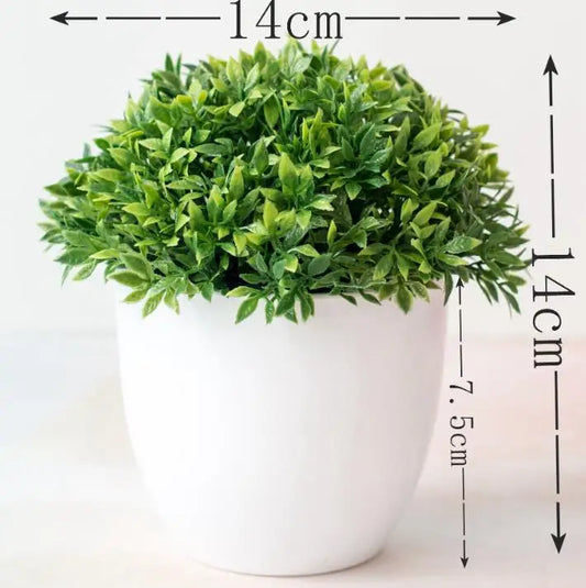 Vivolux | Kleine Baumtopf Bonsai Pflanzen