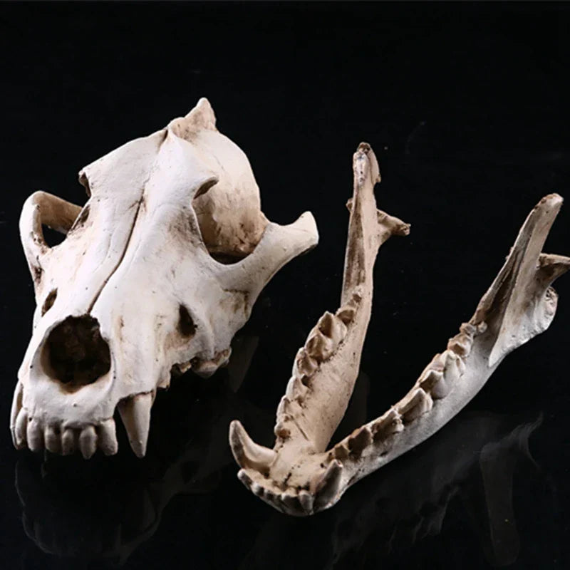 Vivolux | Wolf Schädel Skulptur Modell