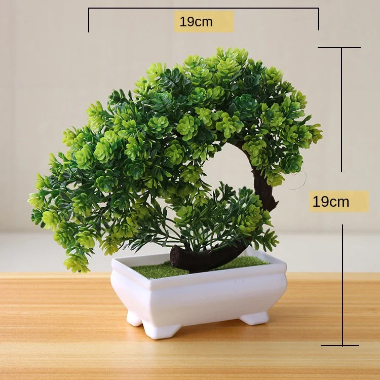 Vivolux | Kleine Baumtopf Bonsai Pflanzen