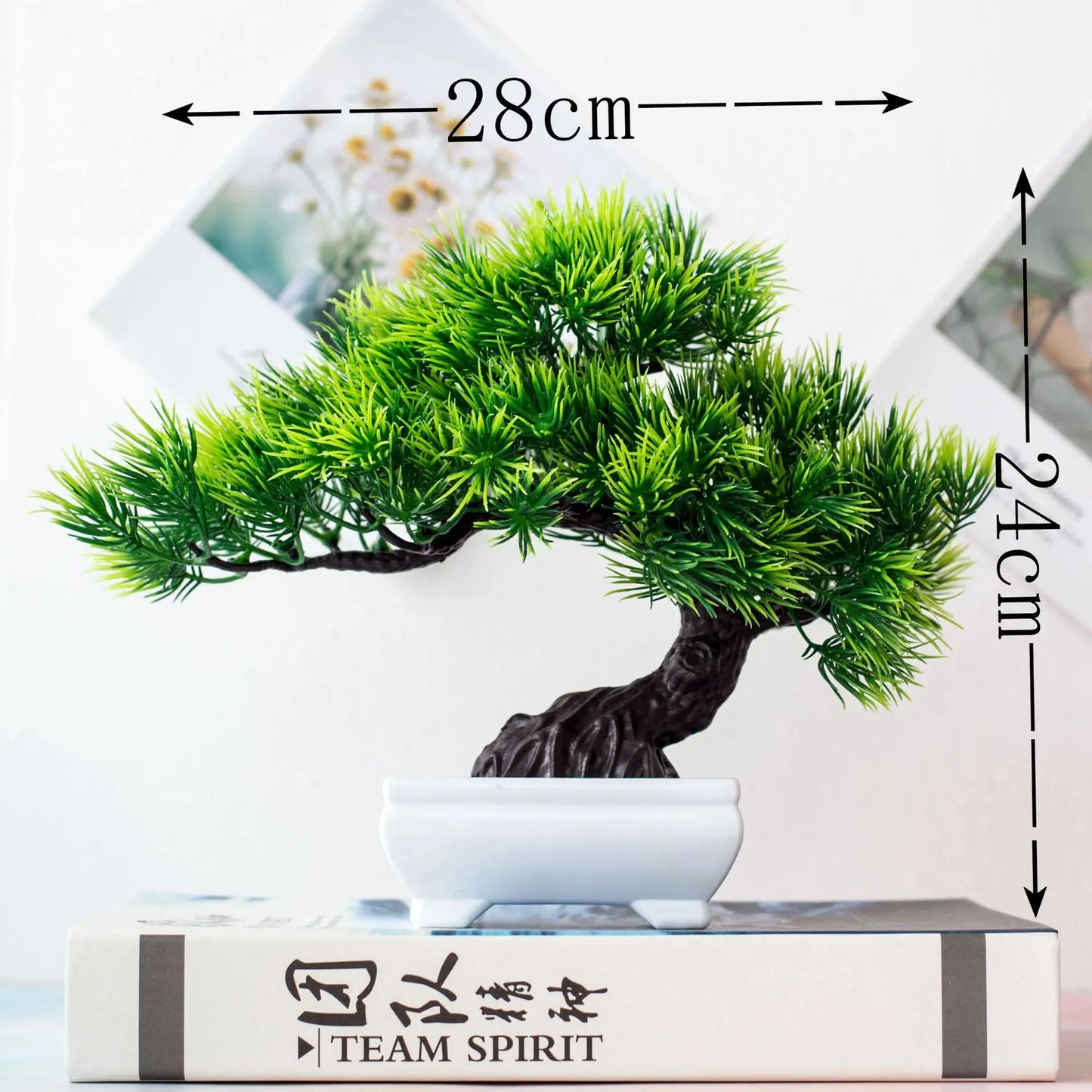 Vivolux | Kleine Baumtopf Bonsai Pflanzen