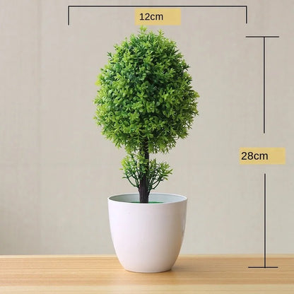 Vivolux | Kleine Baumtopf Bonsai Pflanzen