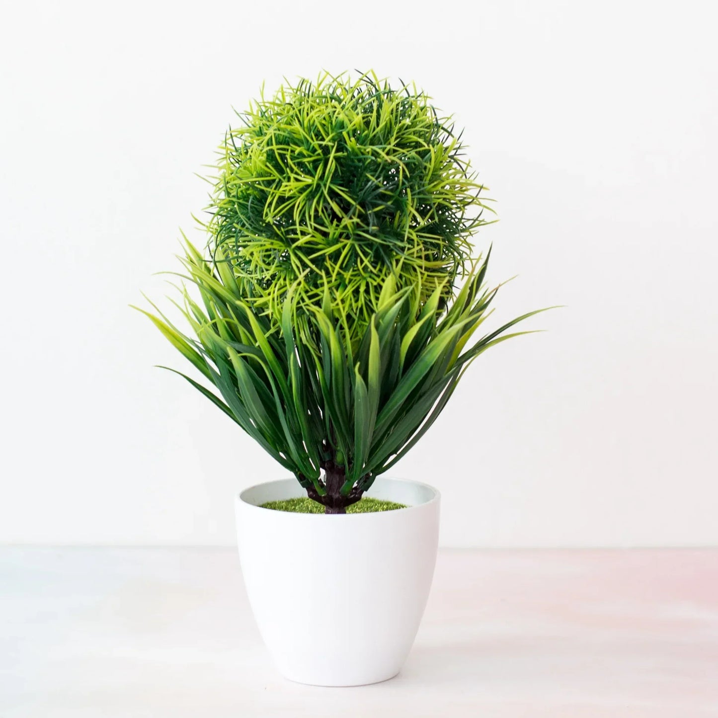 Vivolux | Kleine Baumtopf Bonsai Pflanzen