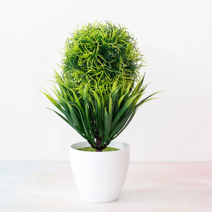 Vivolux | Kleine Baumtopf Bonsai Pflanzen