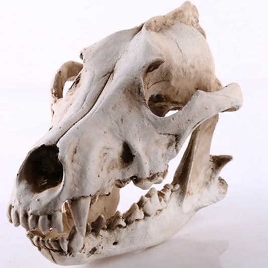 Vivolux | Wolf Schädel Skulptur Modell