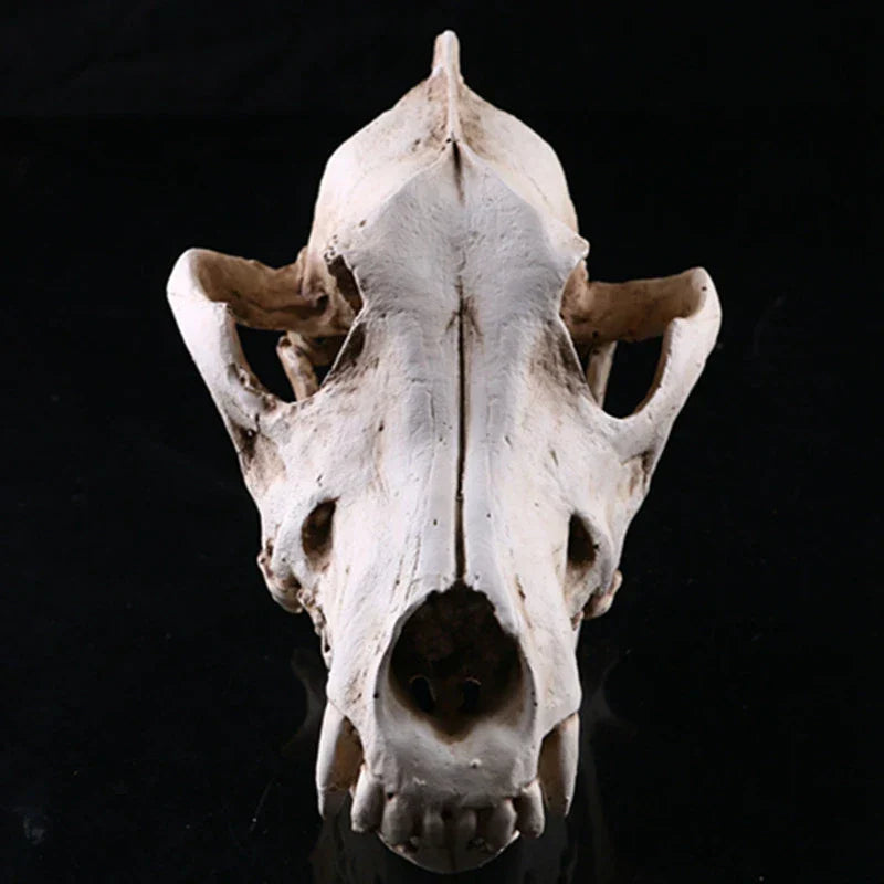 Vivolux | Wolf Schädel Skulptur Modell