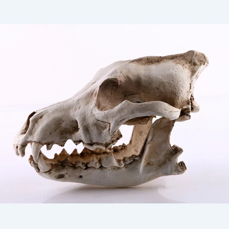 Vivolux | Wolf Schädel Skulptur Modell