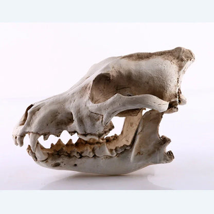 Vivolux | Wolf Schädel Skulptur Modell