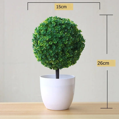 Vivolux | Kleine Baumtopf Bonsai Pflanzen