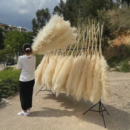 Großes fluffiges Pampasgras