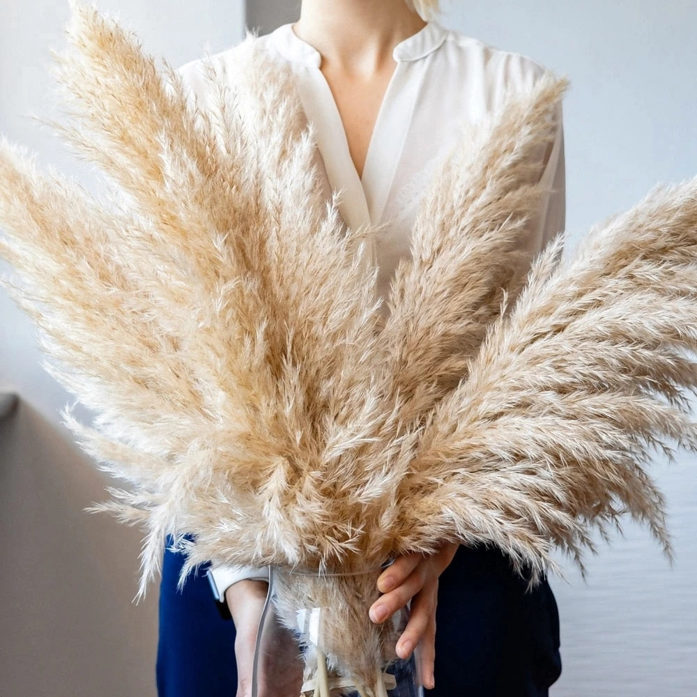 Vivolux | FeatherFawn - Pampas Getrocknete Blumen