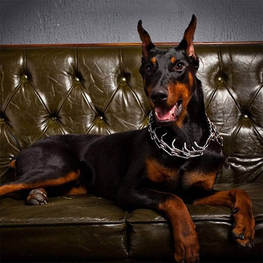 Hund Pincher Halsband - Stil B