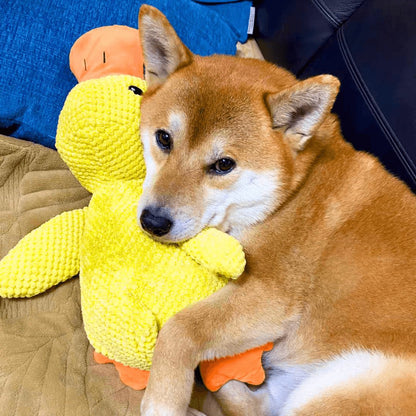 Beruhigungsente für Hunde