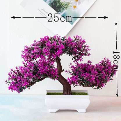 Vivolux | Pflanzen Bonsai
