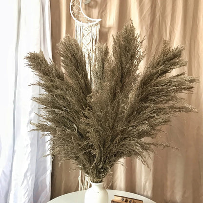 Vivolux | Pampas Getrocknete Blumen