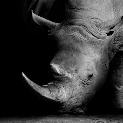 Vivolux | Natur Wildtiere Afrika Wildtiere Schwarz Weiß - Leinwand Wandkunst Malerei