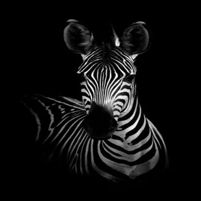 Vivolux | Natur Wildtiere Afrika Wildtiere Schwarz Weiß - Leinwand Wandkunst Malerei
