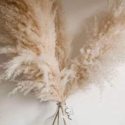 Vivolux | 1,5M Pampasgras